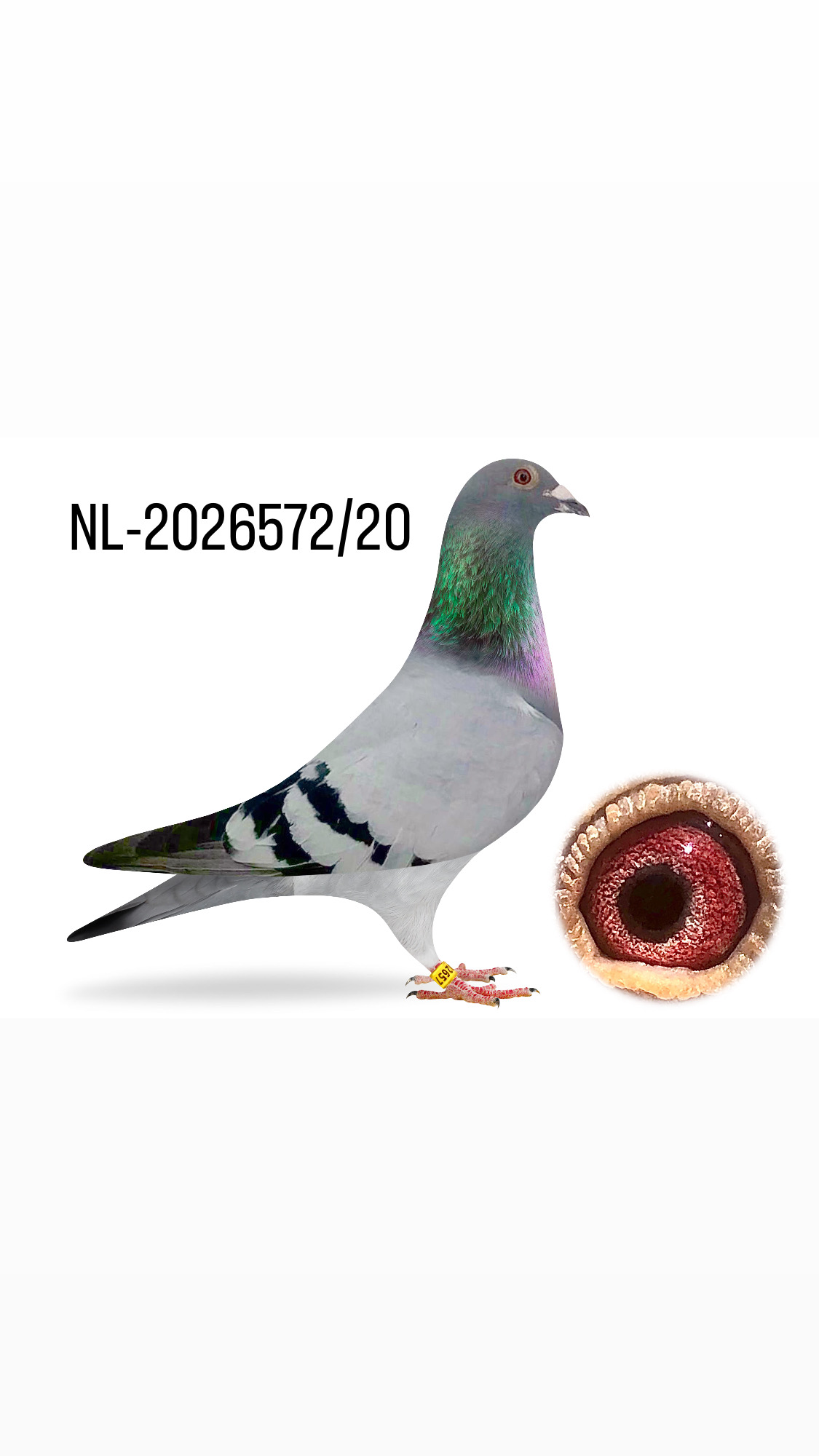 NL-2026572/20 - HEMBRA