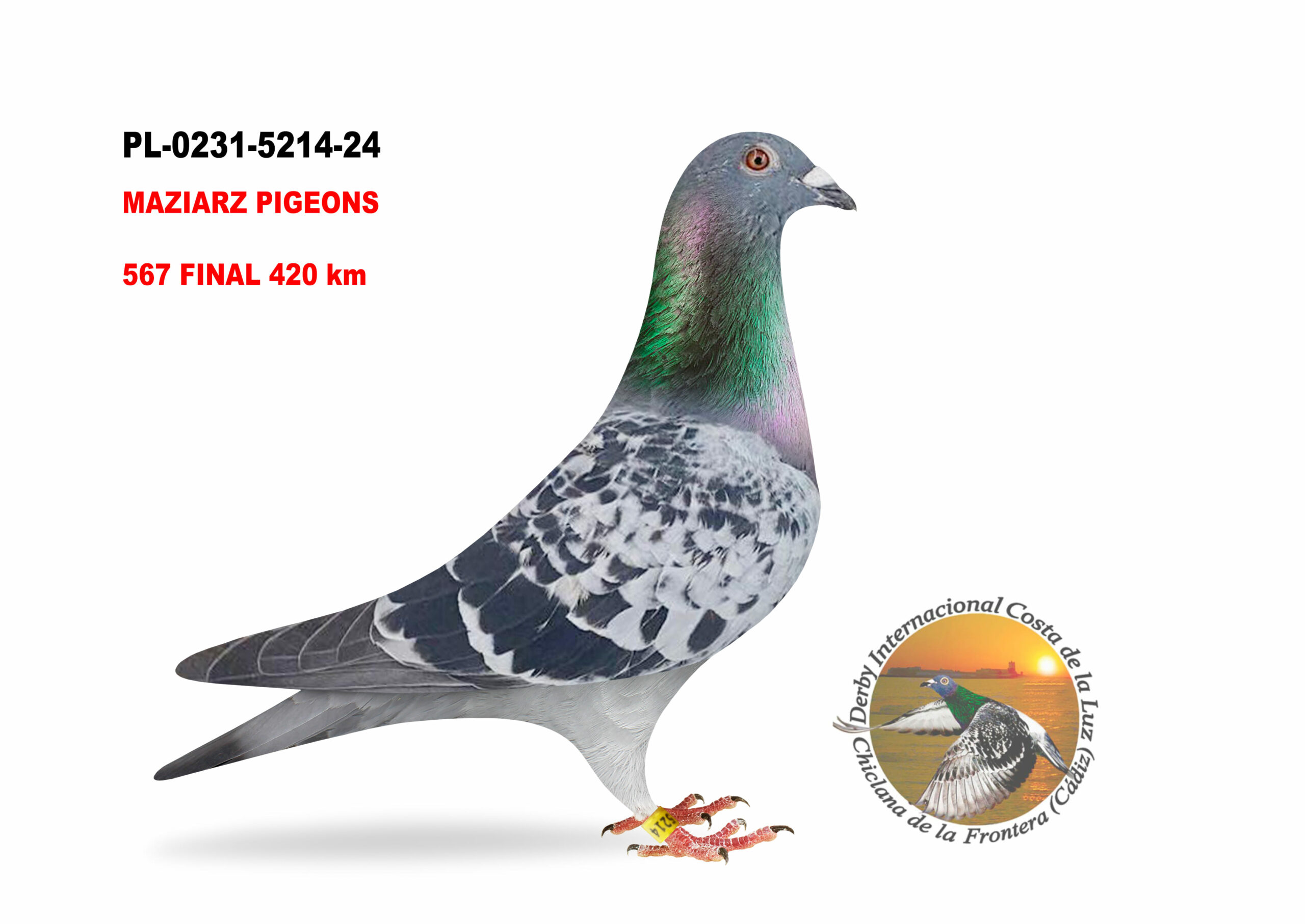 PL-0231-5214/24 - MACHO - MAZIARZ PIGEONS - 567º CLASIFICADA