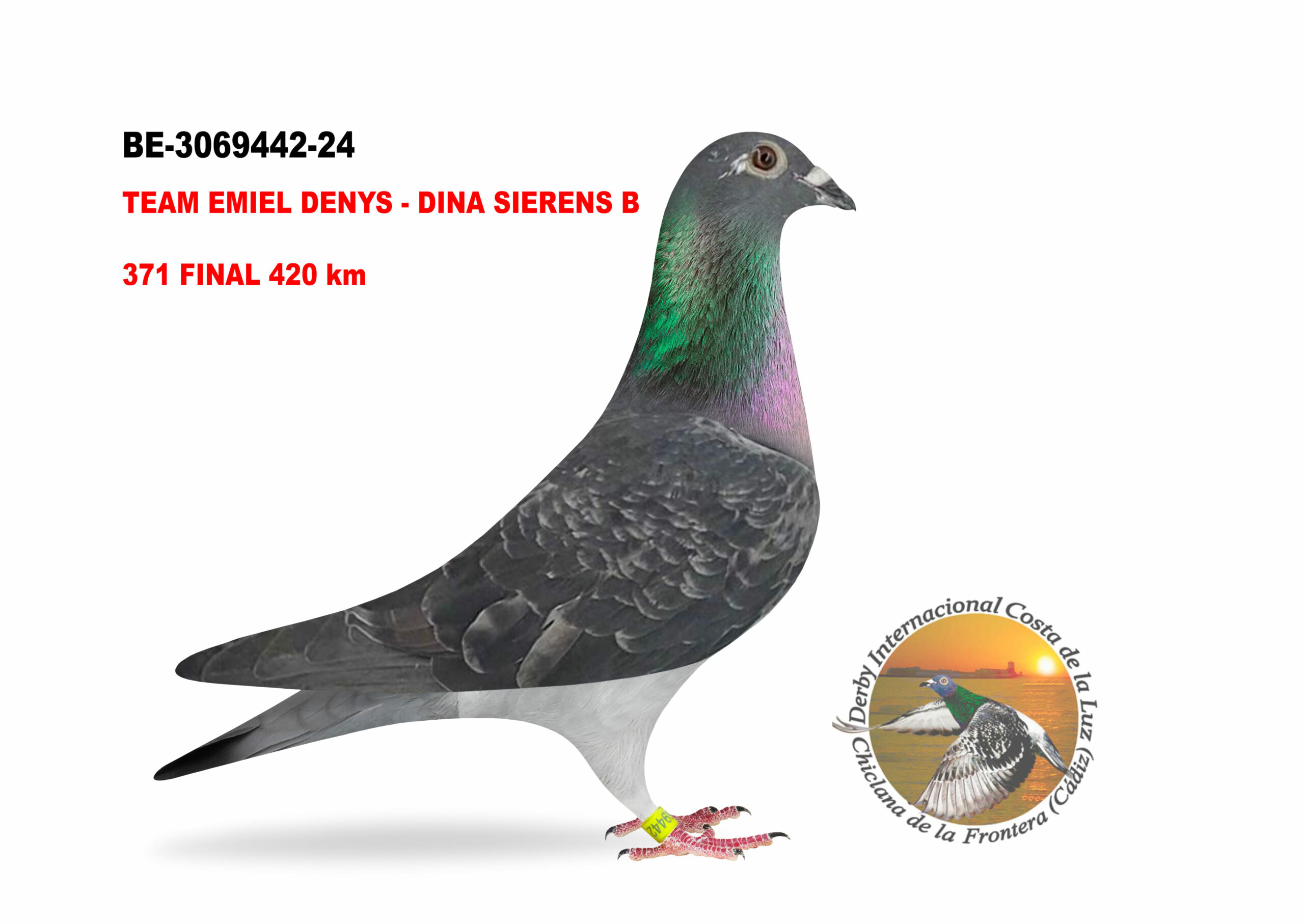 BE-3069442/24 - HEMBRA - TEAM EMIEL DENYS - DINA SIERENS B - 371º CLASIFICADA