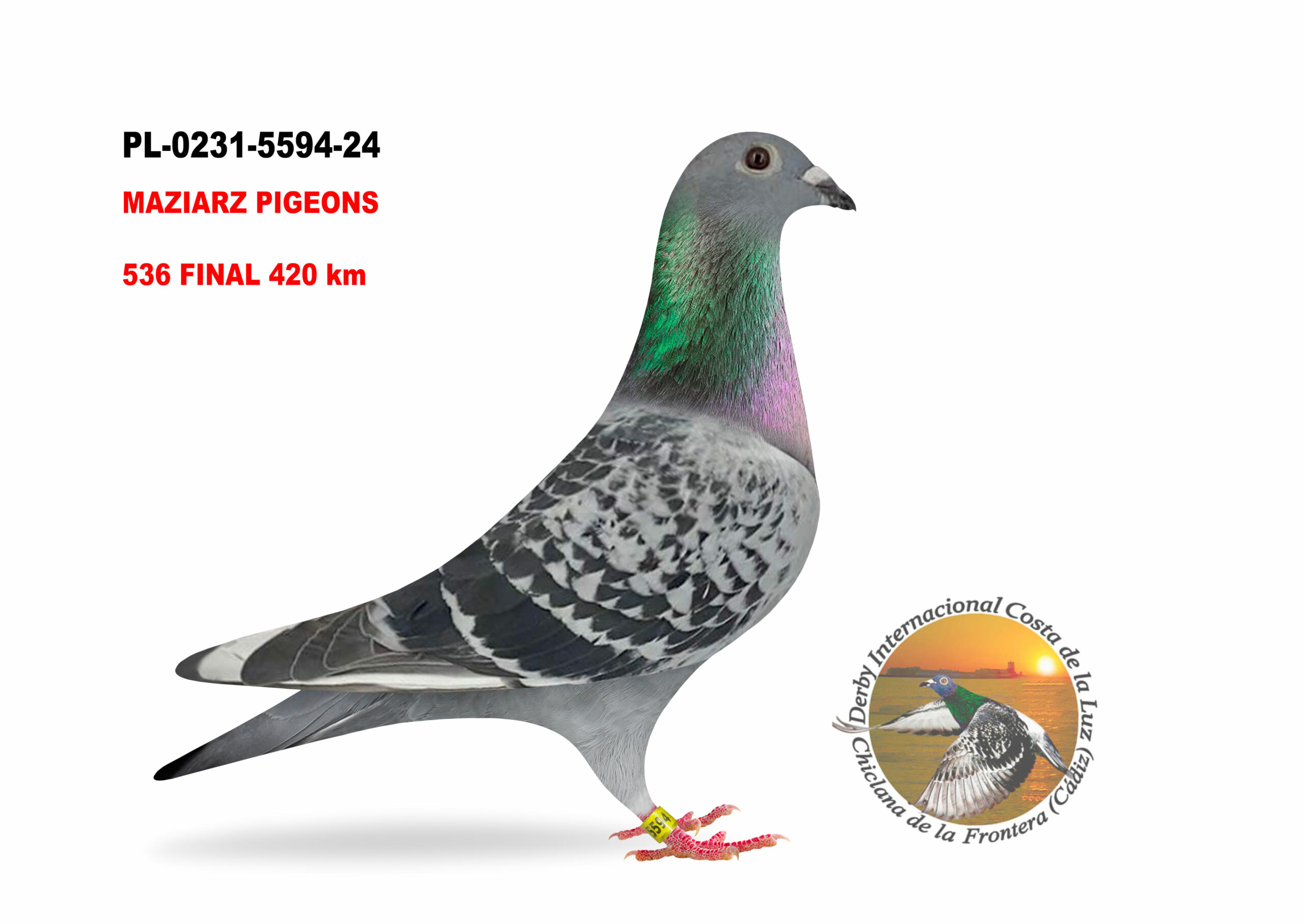 PL-0231-5594/24 - MACHO - MAZIARZ PIGEONS - 536º CLASIFICADA