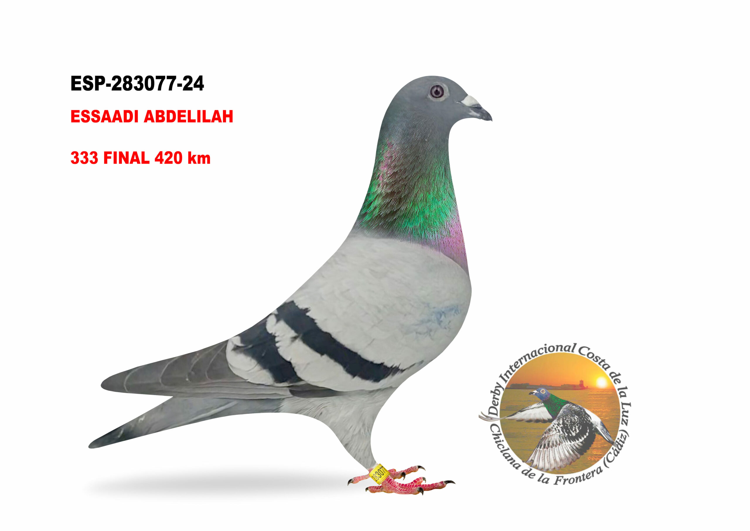 ESP-283077/24 - HEMBRA - ESSAADI ABDELILAH - 333º CLASIFICADA