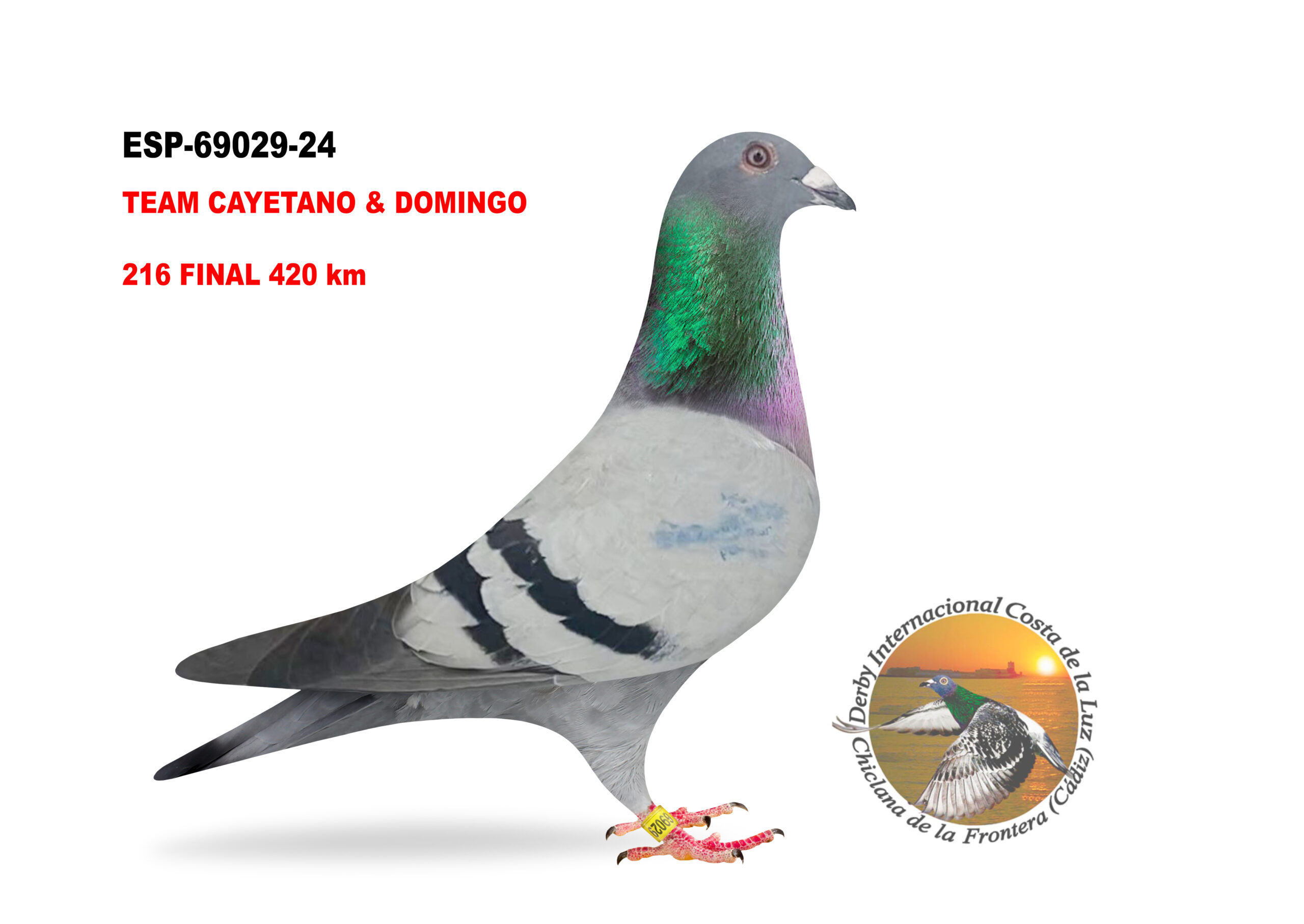 ESP-69029/24 - MACHO - TEAM CAYETANO & DOMINGO - 216º CLASIFICADA