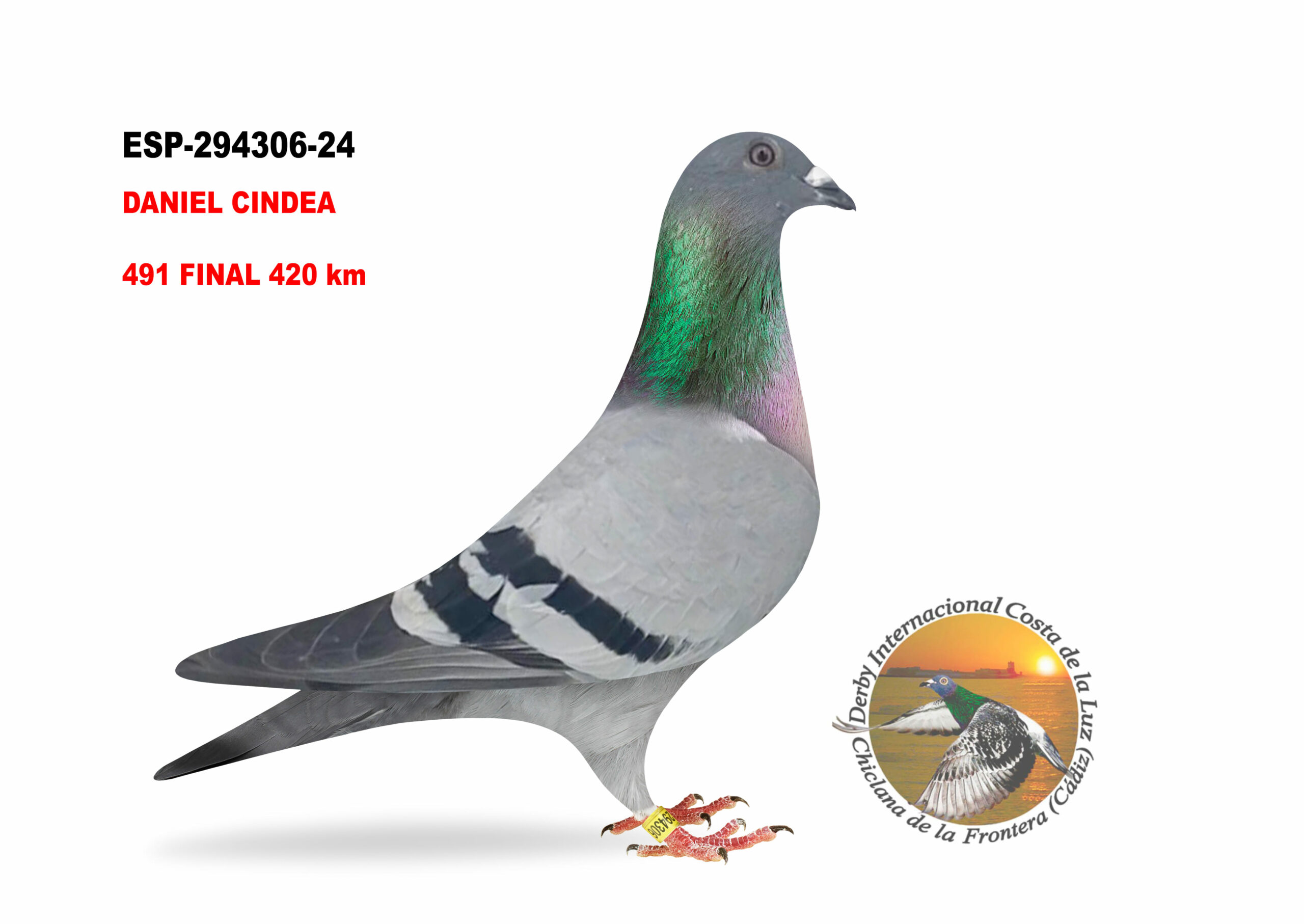 ESP-294306/24 - HEMBRA - DANIEL CINDEA - 491º CLASIFICADA