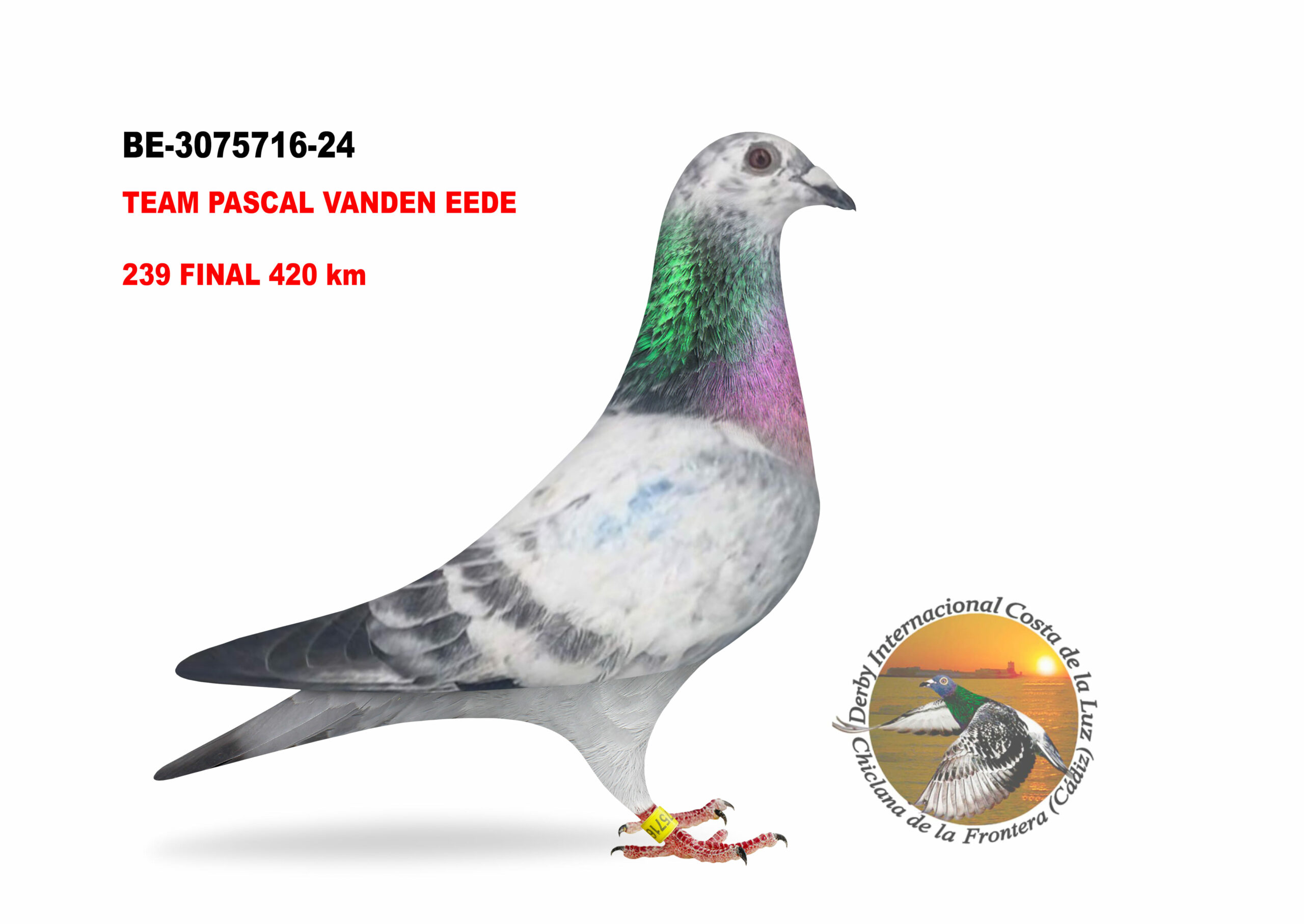 BE-3075716/24 - HEMBRA - TEAM PASCAL VANDEN EEDE  - 239º CLASIFICADA