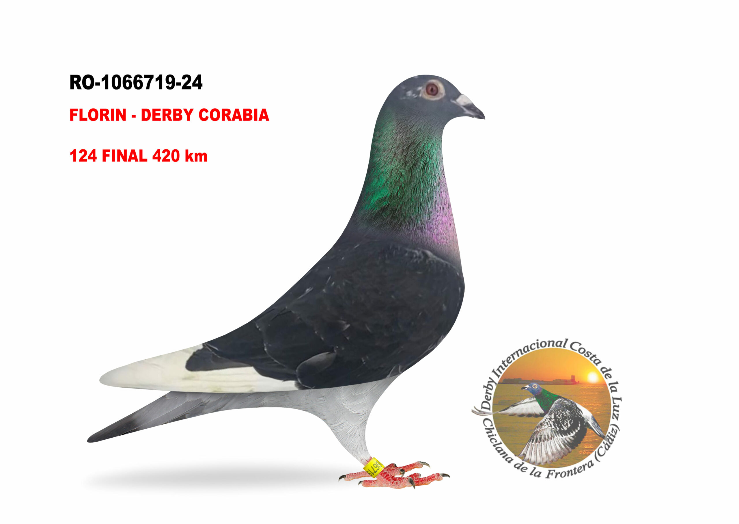 RO-1066719/24 - HEMBRA - FLORIN - DERBY CORABIA - 124º CLASIFICADA