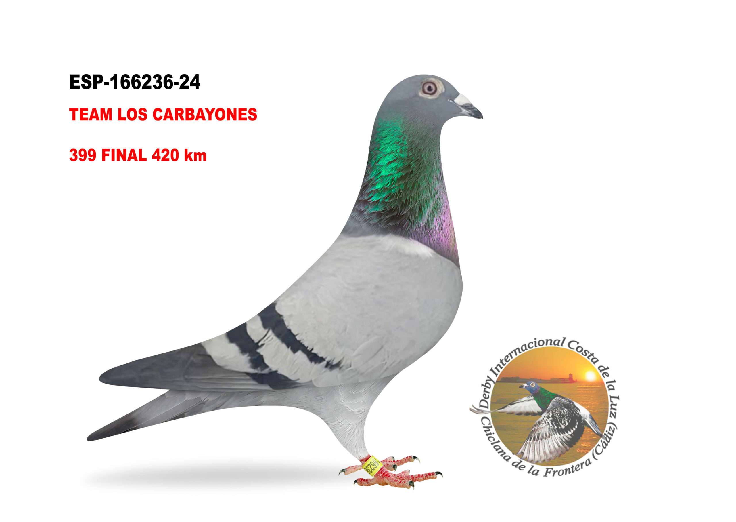 ESP-166236/24 - MACHO - TEAM LOS CARBAYONES C  - 399º CLASIFICADA