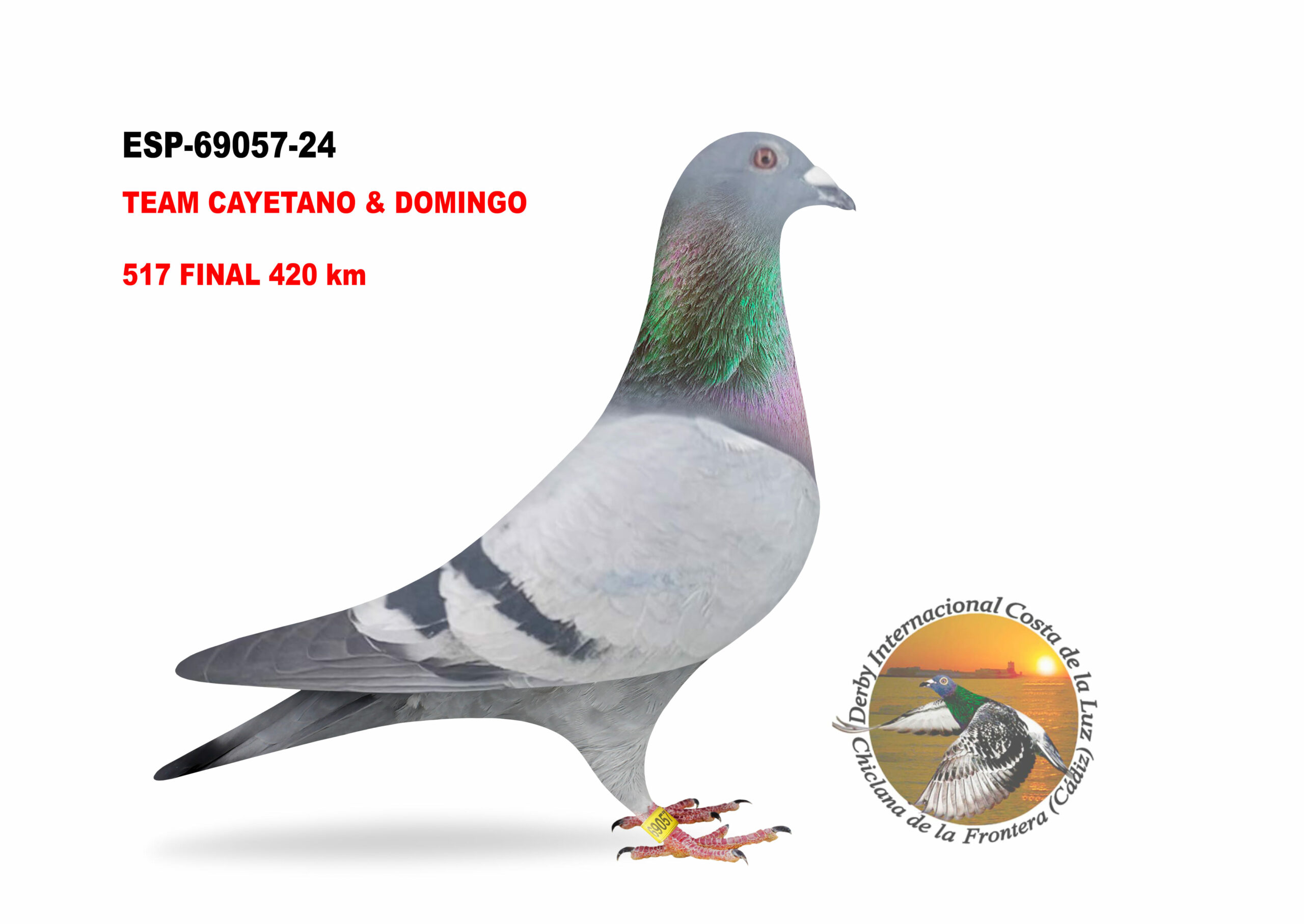 ESP-69057/24 - HEMBRA - TEAM CAYETANO & DOMINGO  - 517º CLASIFICADA