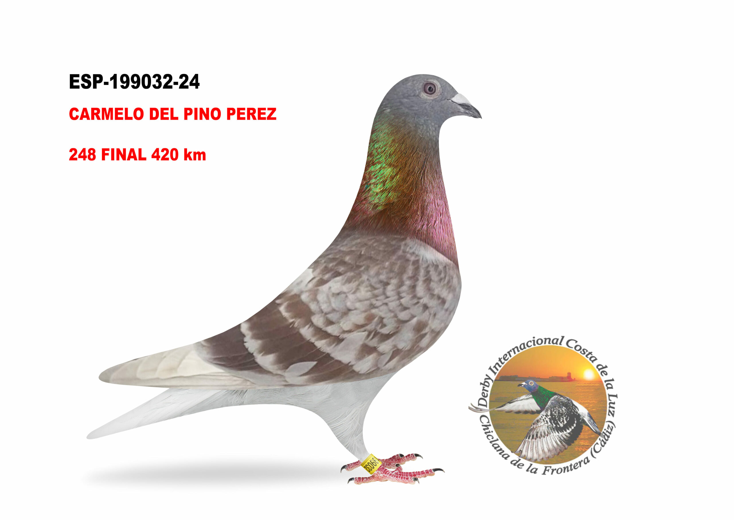 ESP-199032/24 - HEMBRA - CARMELO DEL PINO PEREZ  - 248º CLASIFICADA