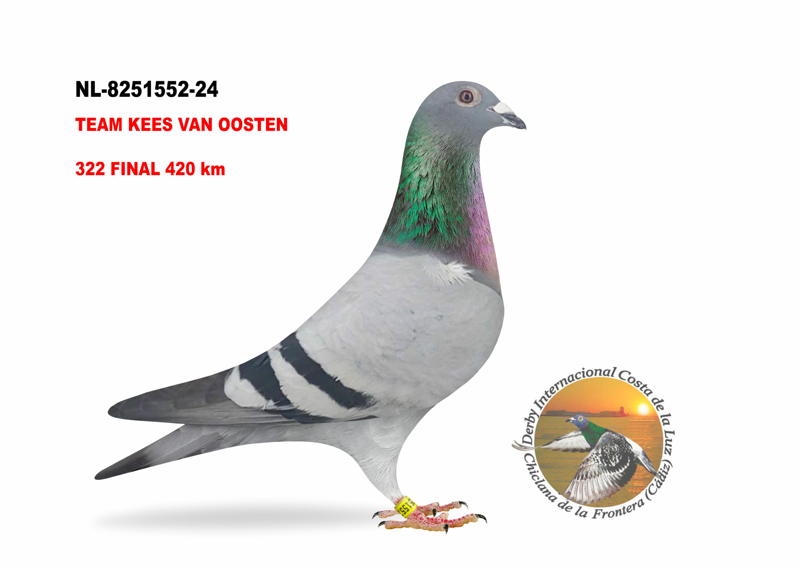 NL-8251552/24 - HEMBRA - TEAM KEES VAN OOSTEN  - 322º CLASIFICADA