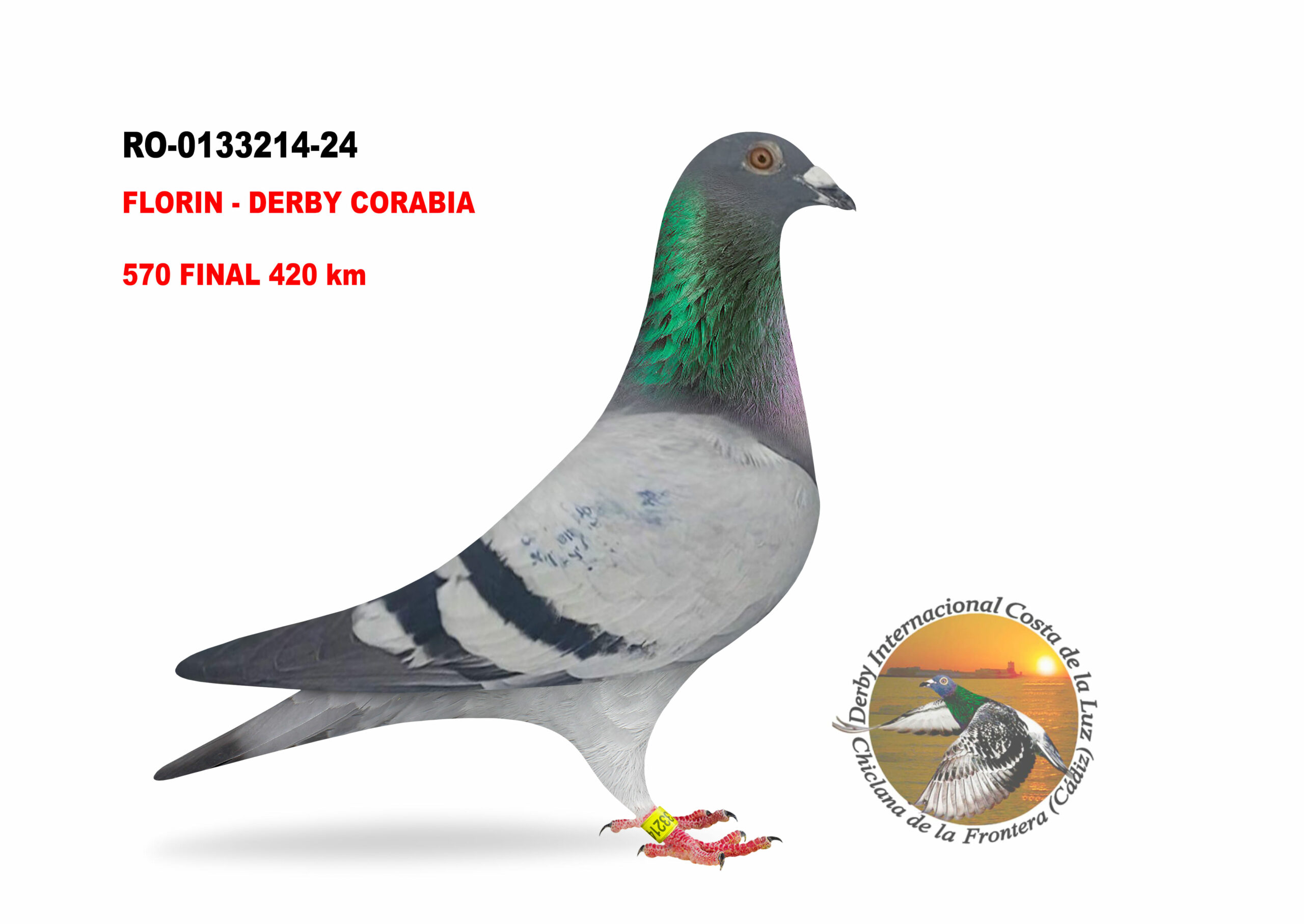 RO-0133214/24 - MACHO - FLORIN - DERBY CORABIA  - 570º CLASIFICADA