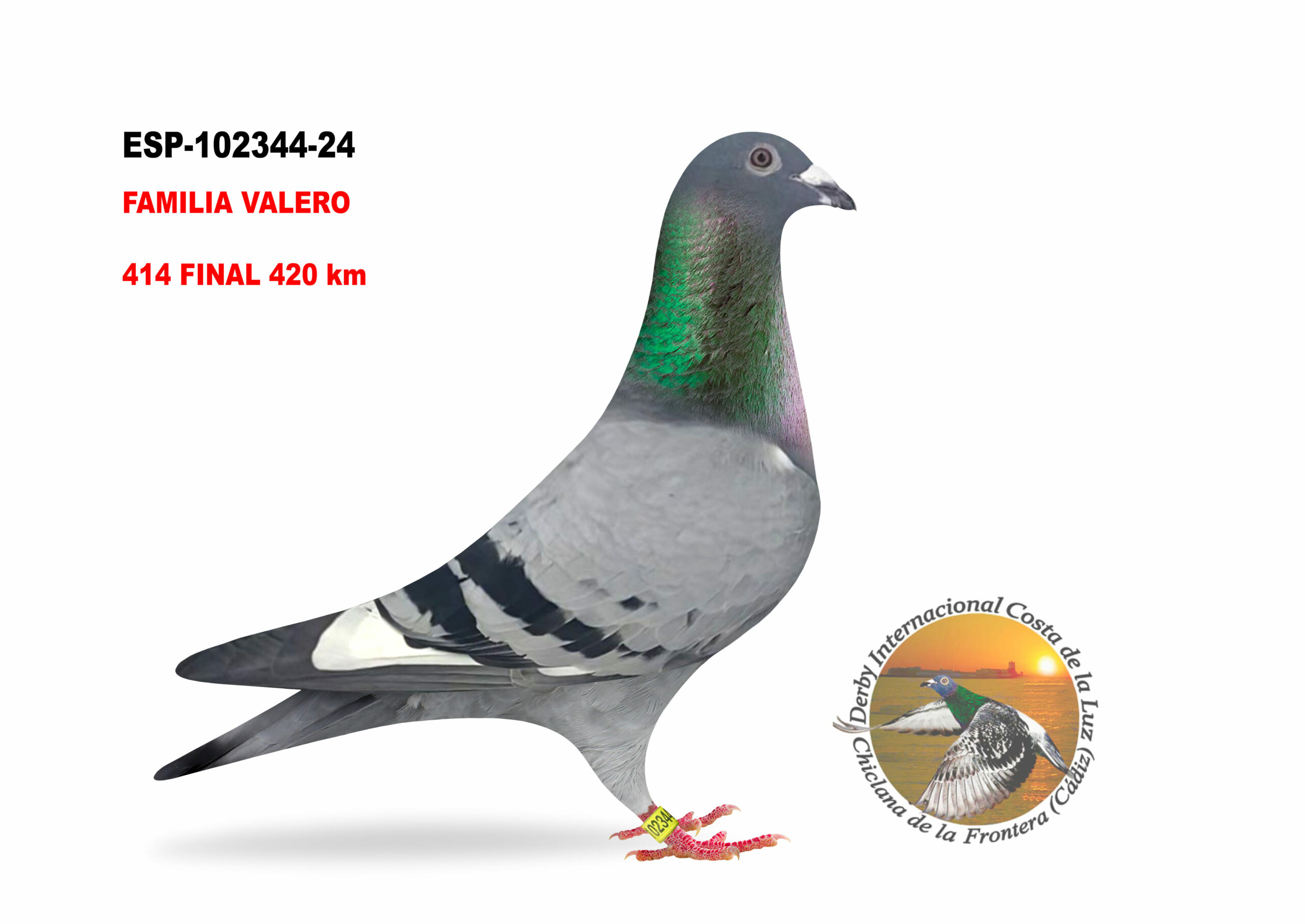 ESP-102344/24 - MACHO - FAMILIA VALERO A  - 414º CLASIFICADA