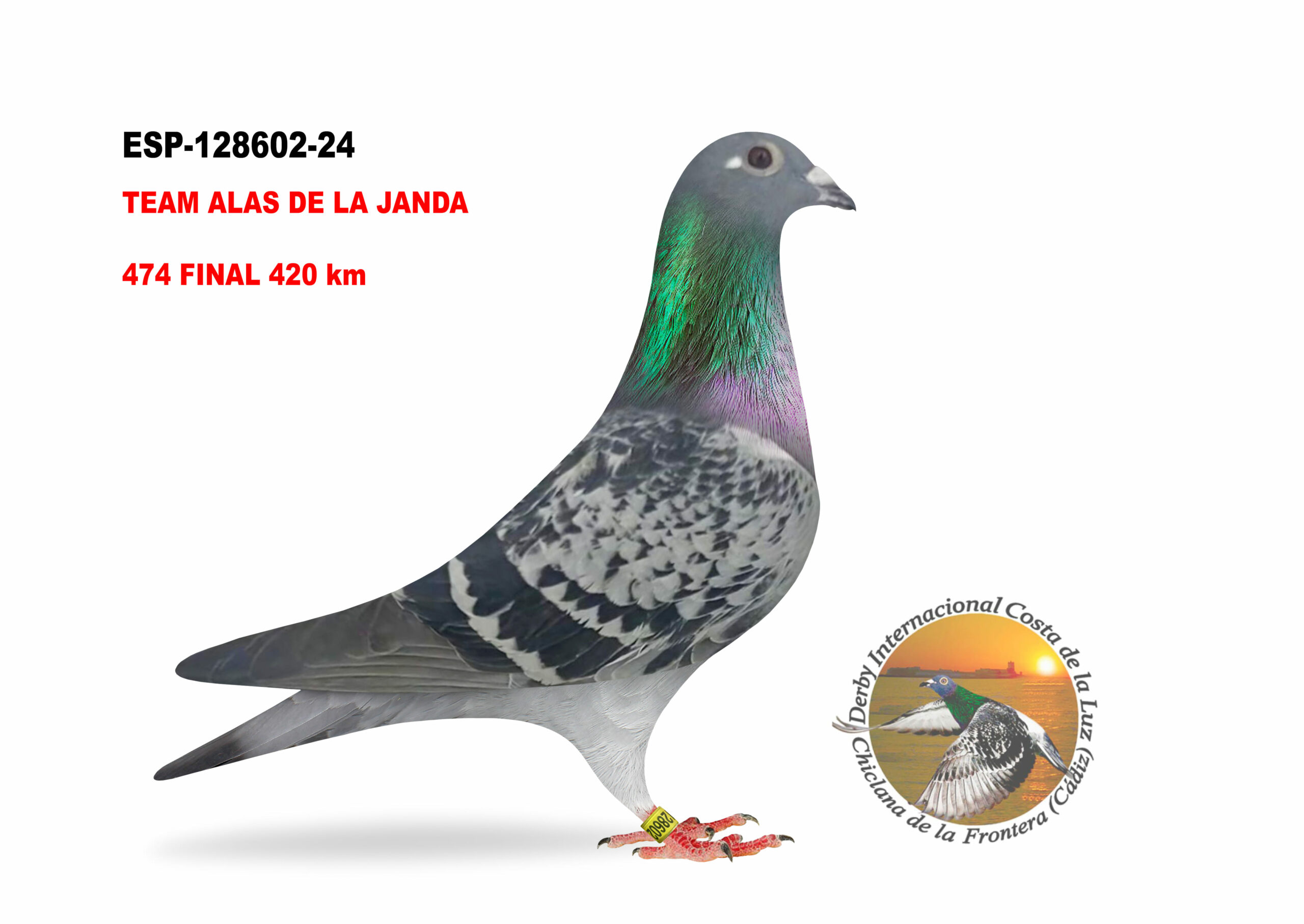 ESP-128602/24 - HEMBRA - TEAM ALAS DE LA JANDA  - 474º CLASIFICADA