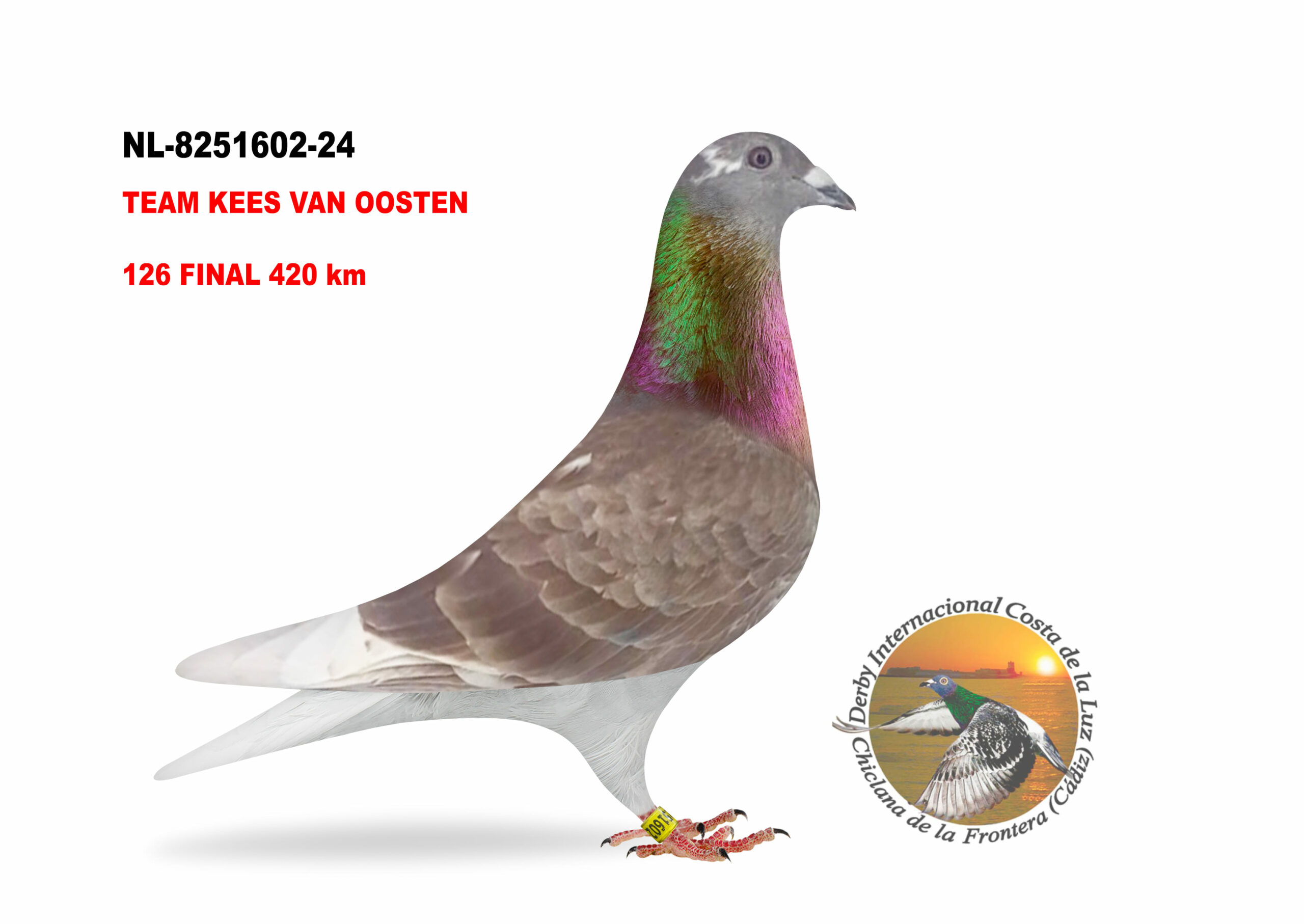 NL-8251602/24 - HEMBRA - TEAM KEES VAN OOSTEN  - 126º CLASIFICADA