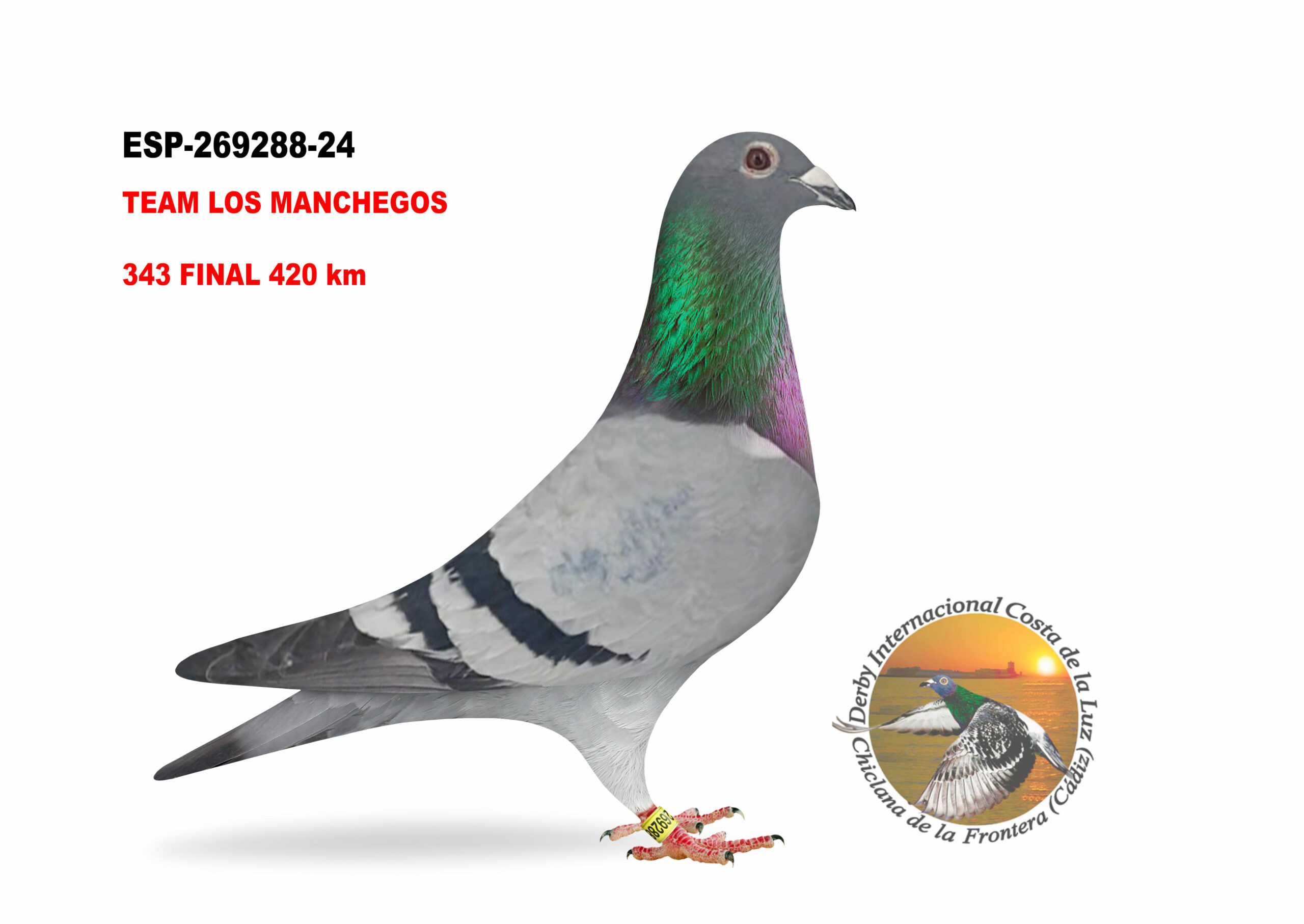 ESP-269288/24 - HEMBRA - TEAM LOS MANCHEGOS - 343º CLASIFICADA