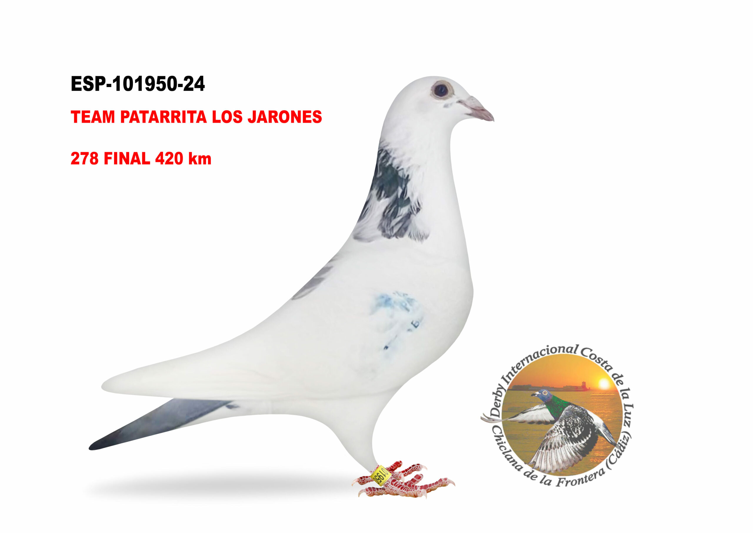 ESP-101950/24 - HEMBRA - TEAM PATARRITA LOS JARONES - 278º CLASIFICADA