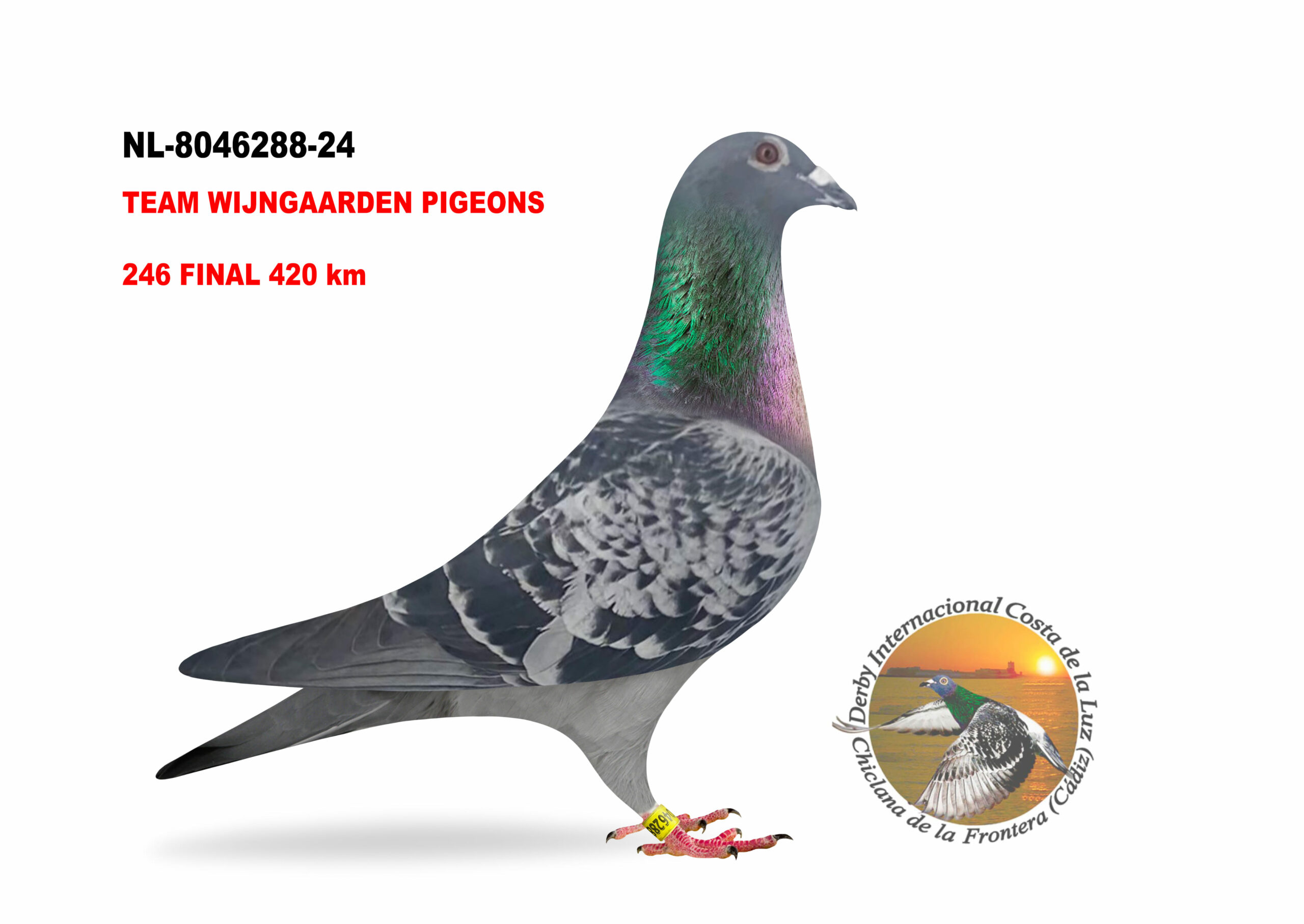 NL-8046288/24 - MACHO - TEAM WIJNGAARDEN PIGEONS - 246º CLASIFICADA