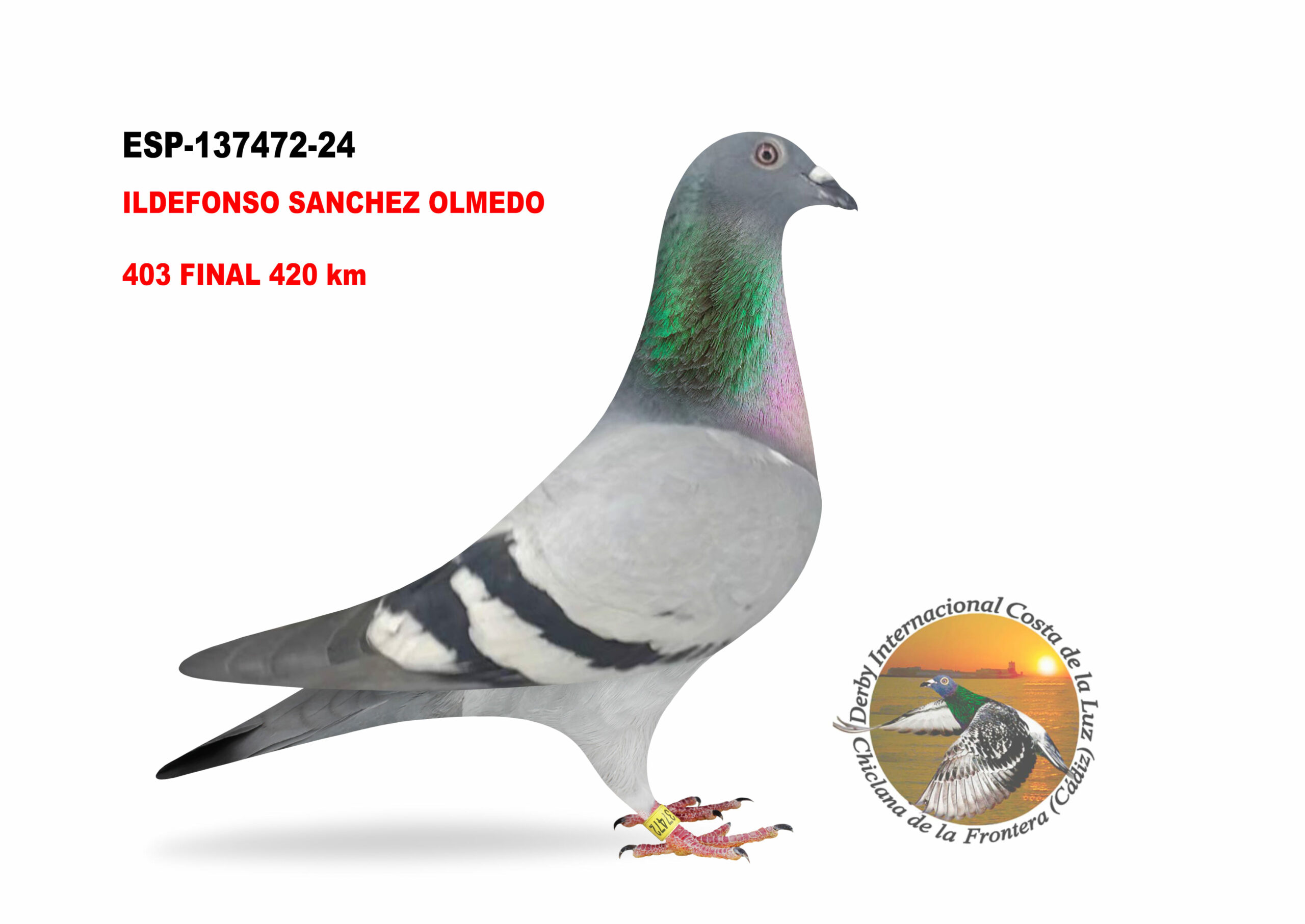 ESP-137472/24 - HEMBRA - ILDEFONSO SANCHEZ OLMEDO - 403º CLASIFICADA