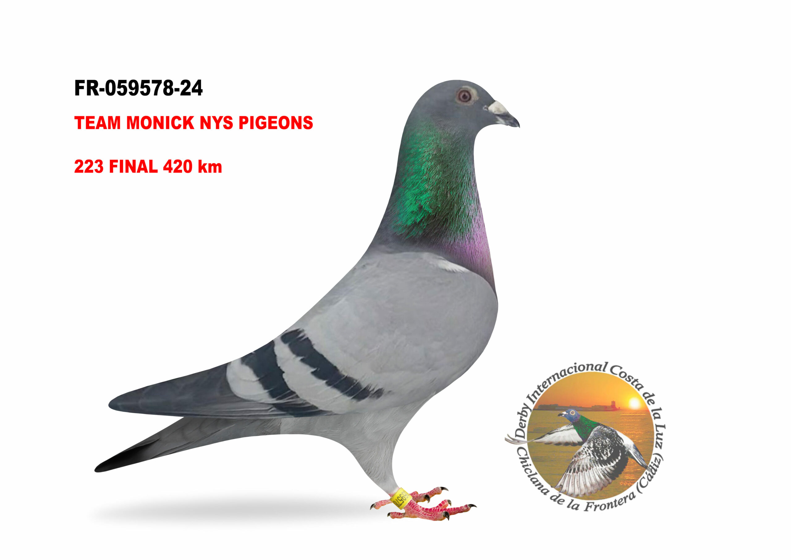 FR-059578/24 - MACHO - TEAM MONICK NYS PIGEONS B - 223º CLASIFICADA