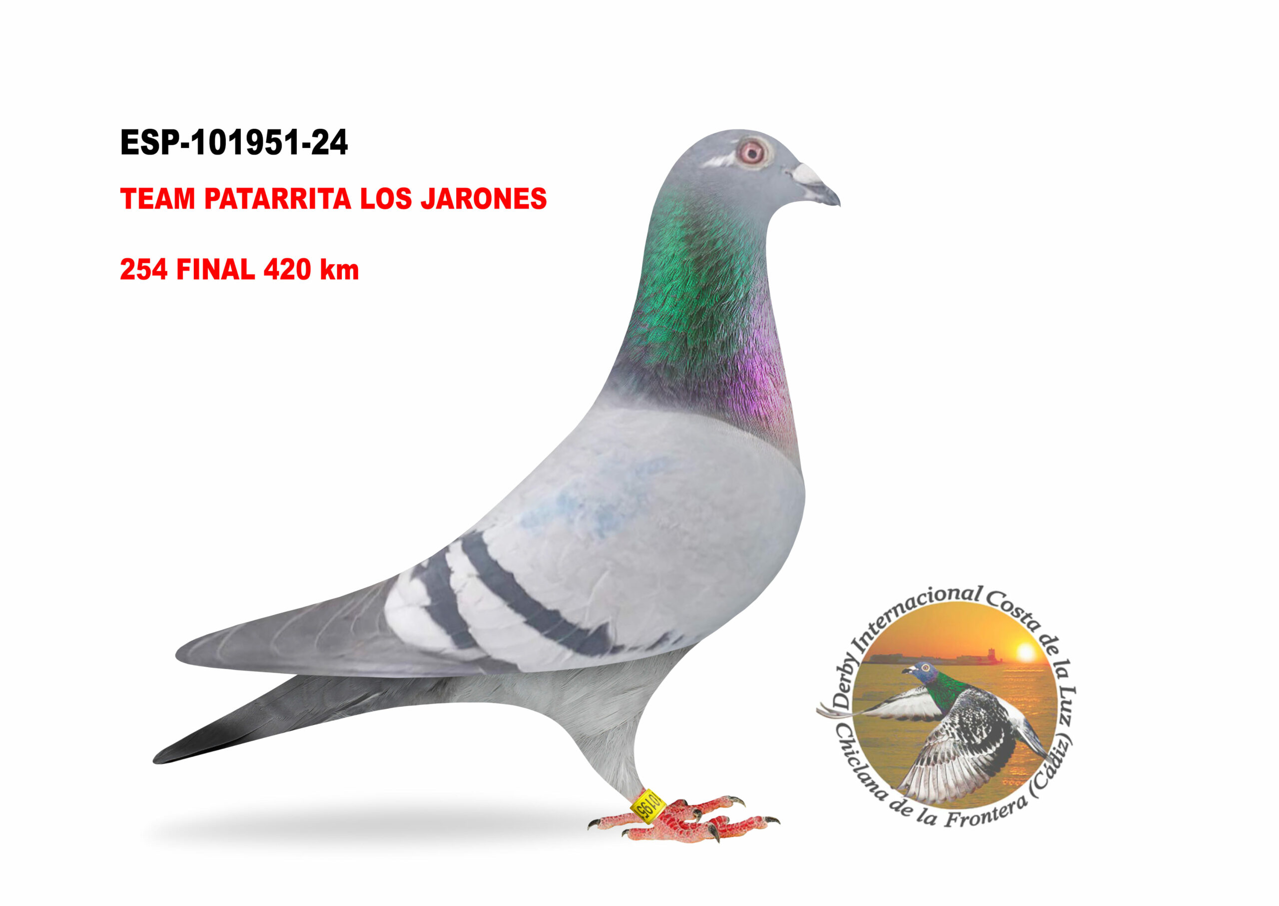 ESP-101951/24 - HEMBRA - TEAM PATARRITA LOS JARONES - 254º CLASIFICADA