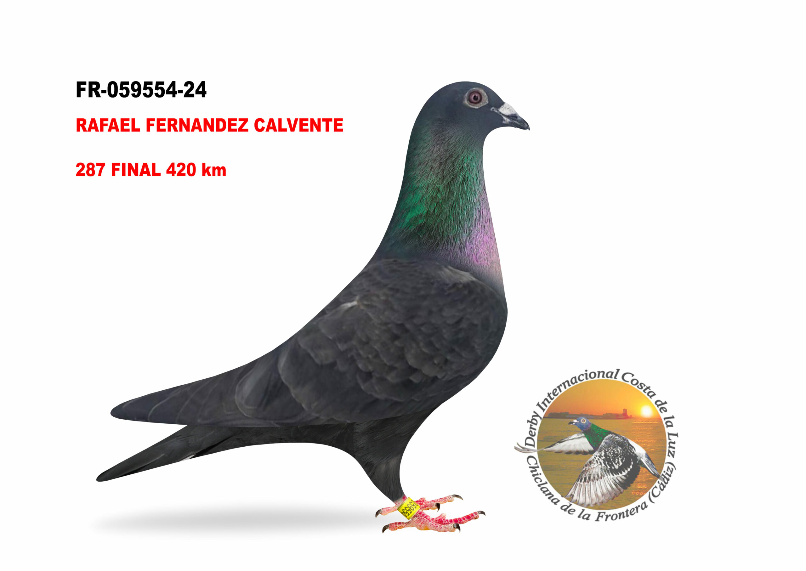 FR-059554/24 - HEMBRA - RAFAEL FERNANDEZ CALVENTE - 287º CLASIFICADA