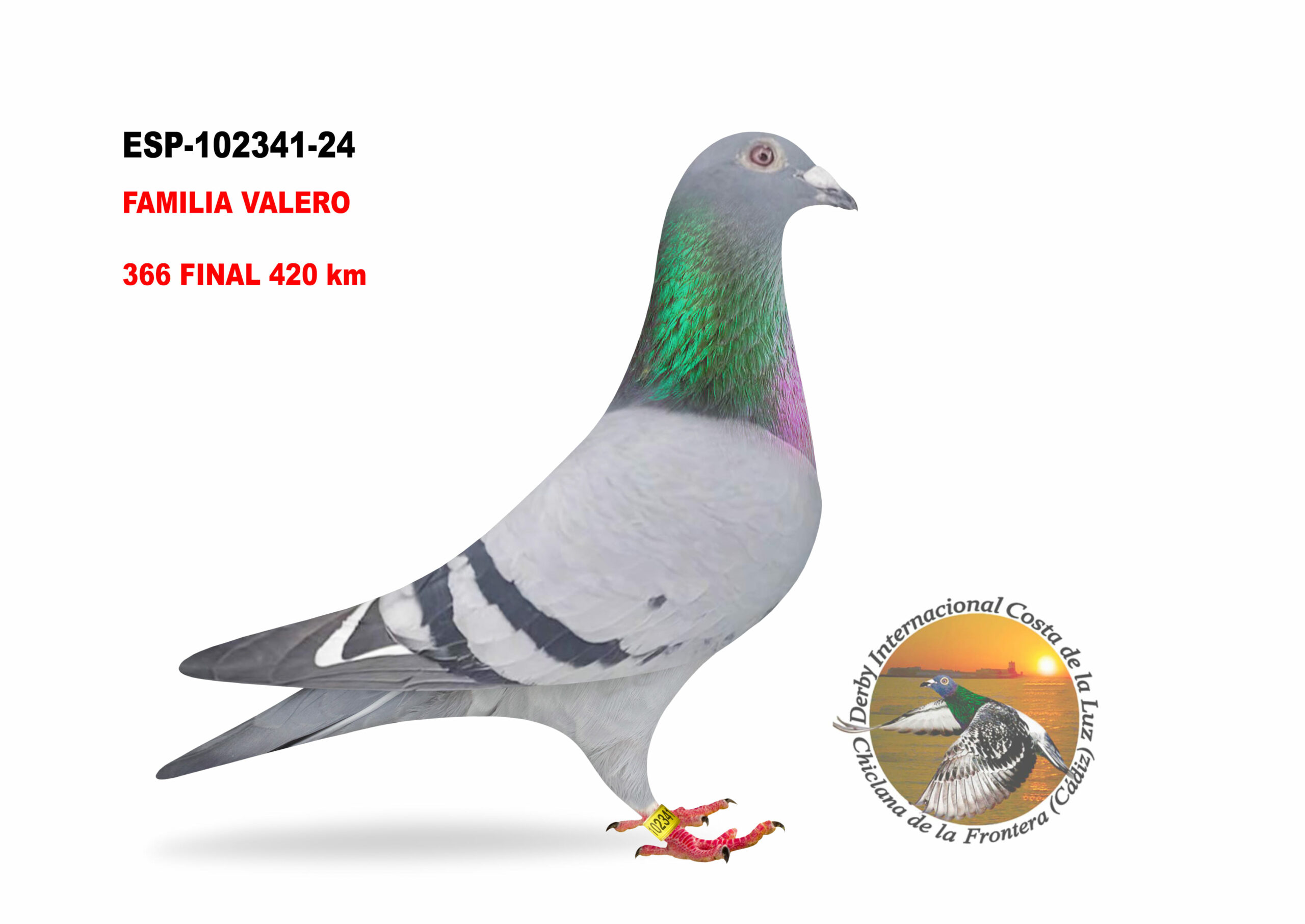 ESP-102341/24 - HEMBRA - FAMILIA VALERO A - 366º CLASIFICADA