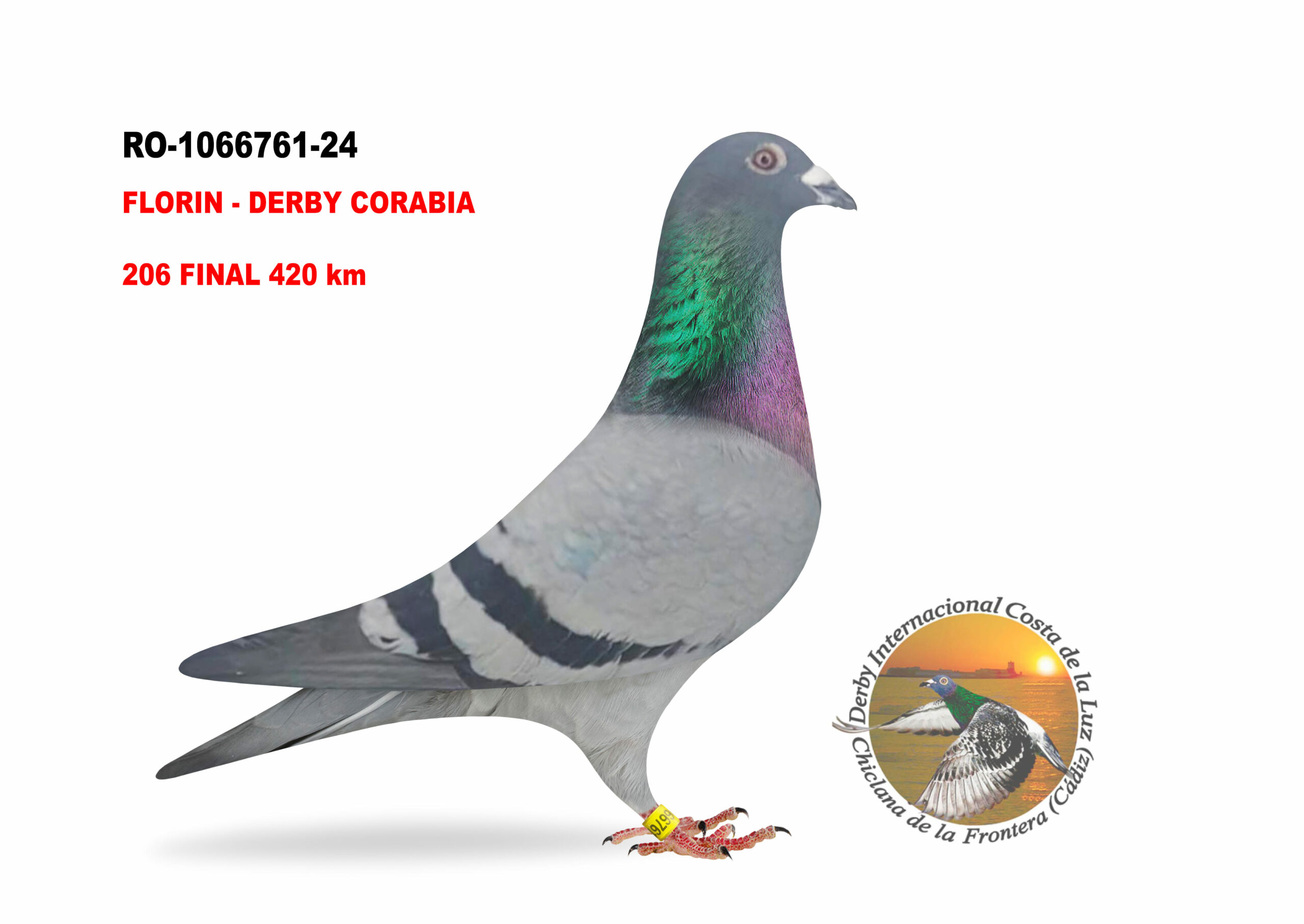 RO-1066761/24 - MACHO - FLORIN - DERBY CORABIA - 206º CLASIFICADA