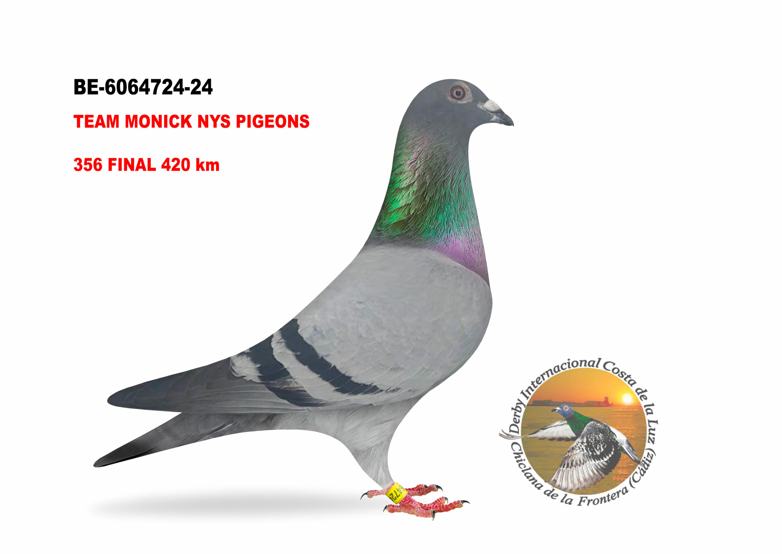 BE-6064724/24 - MACHO - TEAM MONICK NYS PIGEONS A - 356º CLASIFICADA